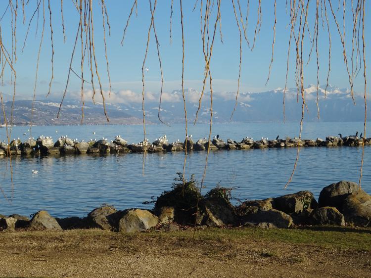 Saule pleureur au soleil - 15.01.2019
