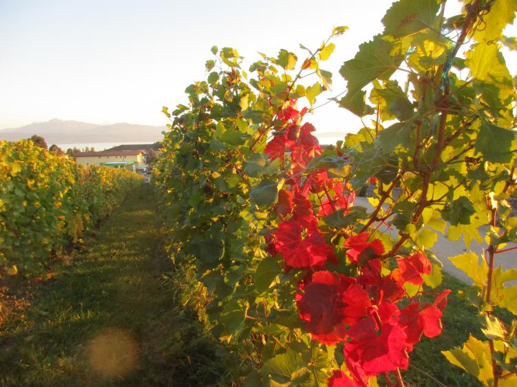 « Coucher de soleil sur les vignes » - 24.09.17