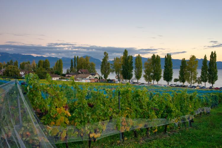 « Entre vignes et lac » - 03.10.17
