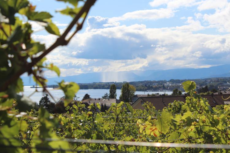 « Vignes, entre soleil et pluie » - 18.09.17