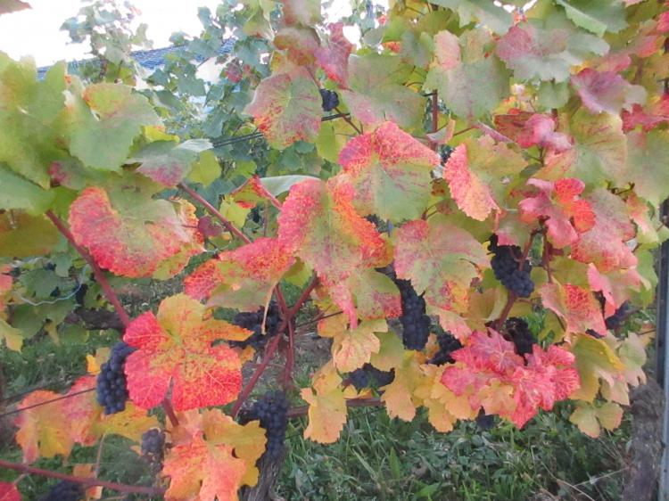 « Couleurs automnales » -
24.09.17
