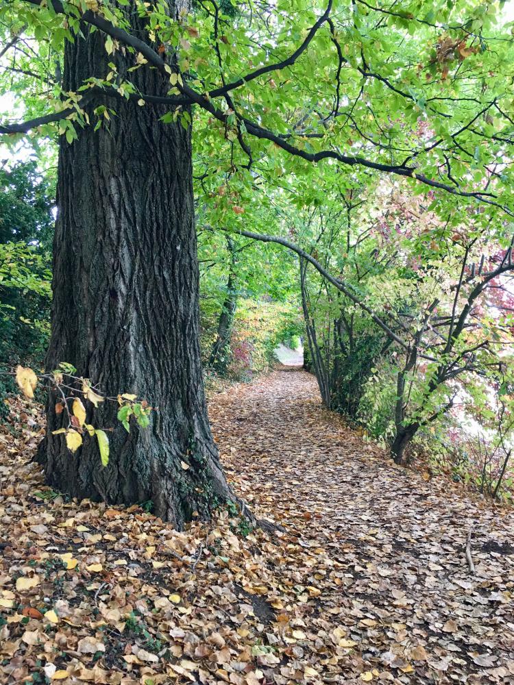 « Au cœur du sentier » - 04.10.17