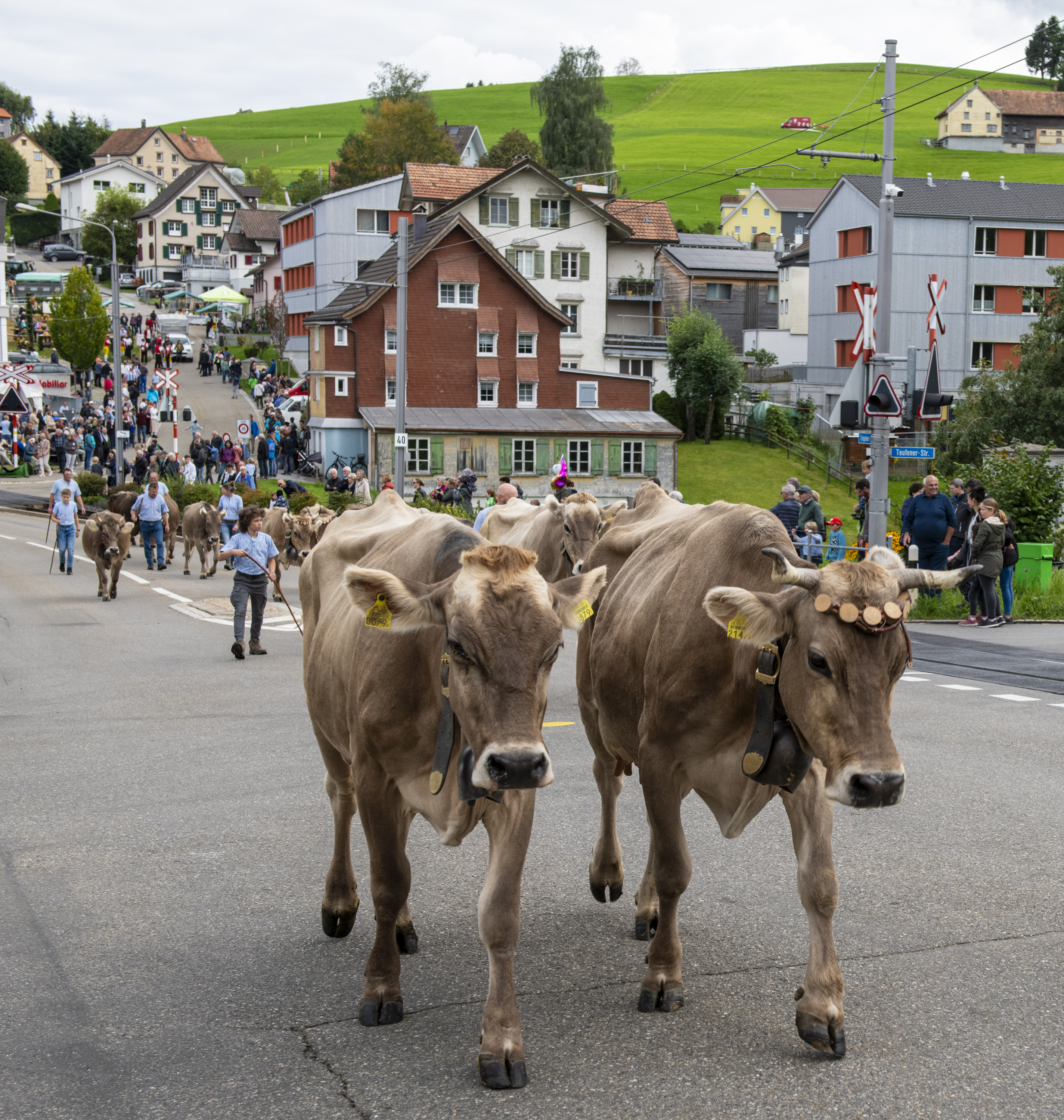 Viehschau