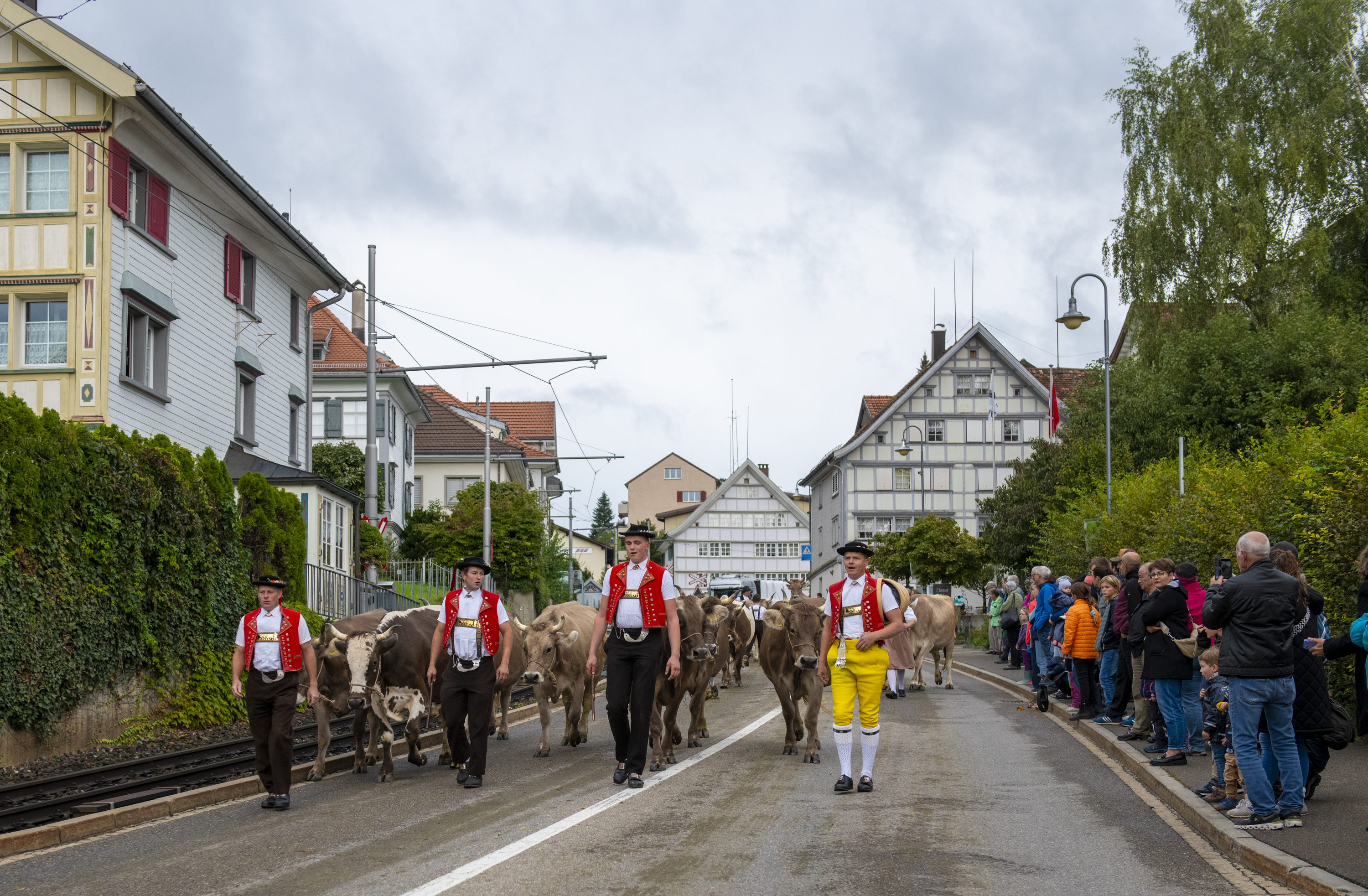 Viehschau