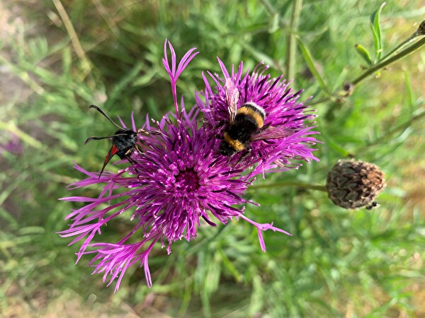 Blume mit Insekten