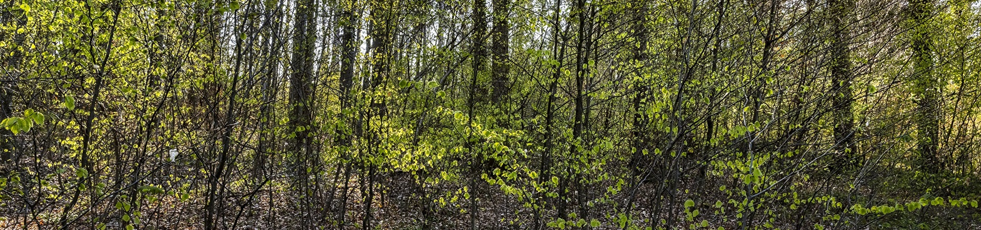 Rubrikbild