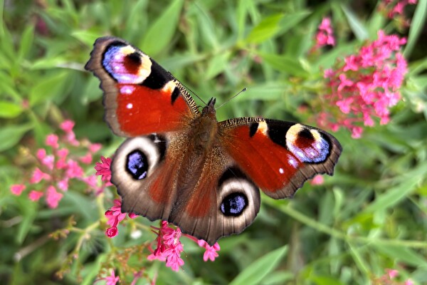 Schmetterlin