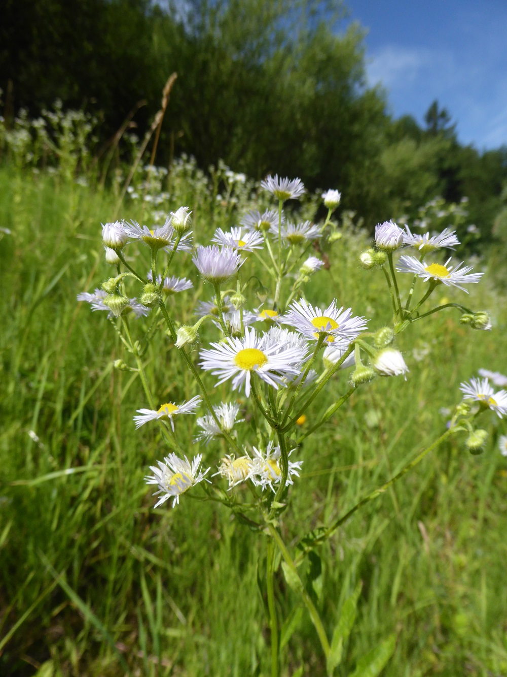 Berufkraut_Blüte