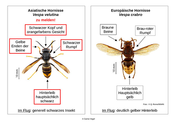 Asiatische Hornisse