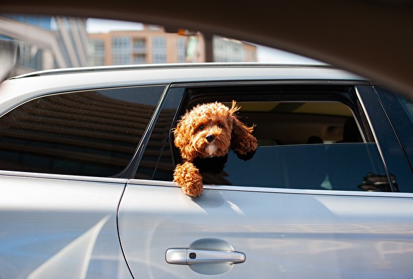 Hund im Auto