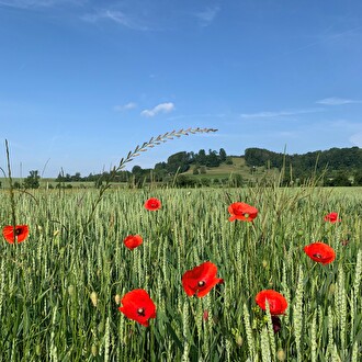 Symbolbild Sommer