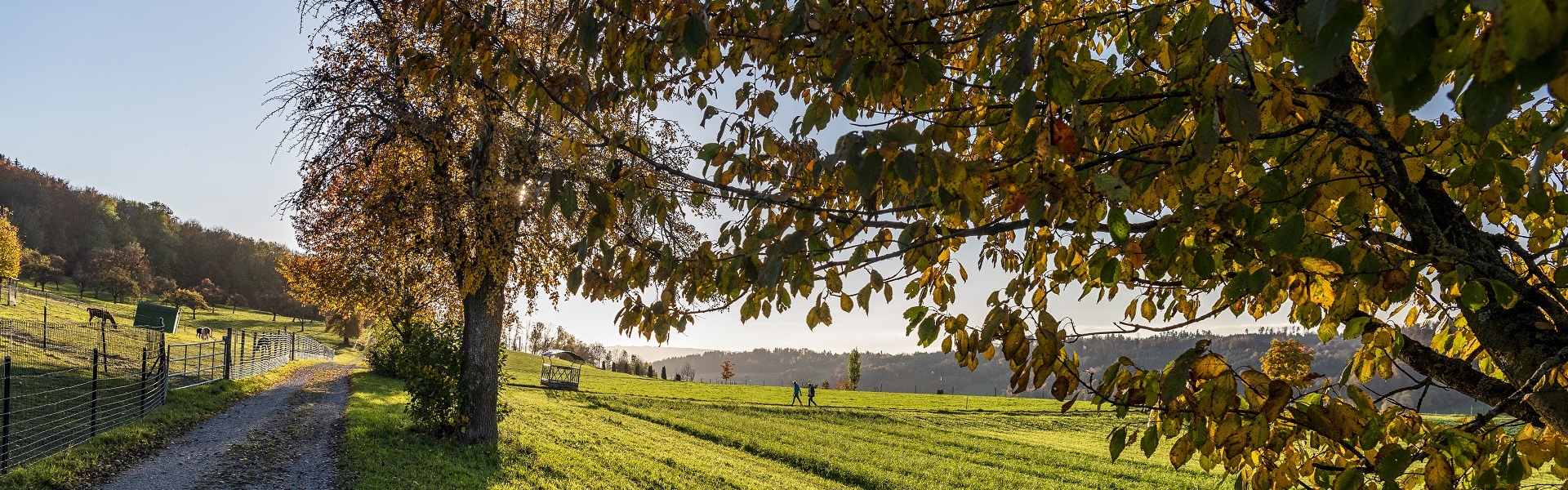 Herbstliche Bäume und Feldweg