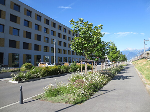 Rue de la Blancherie ouest – Une entente entre l’eau et la végétation