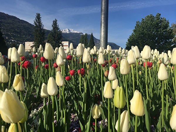 Des tulipes pour la vie