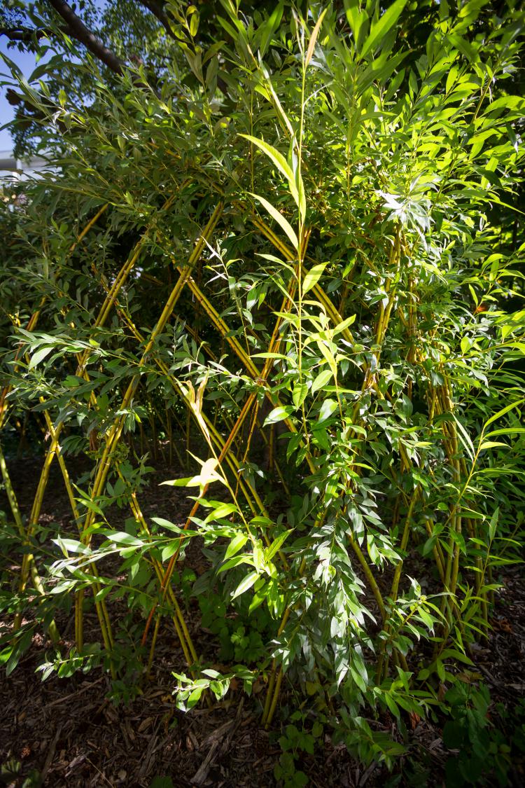 Jardin public de l’école enfantine de la Blancherie