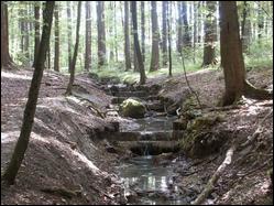 Idyllischer Wald