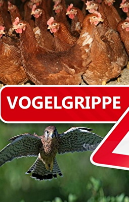 Informationen zur Vogelgrippe