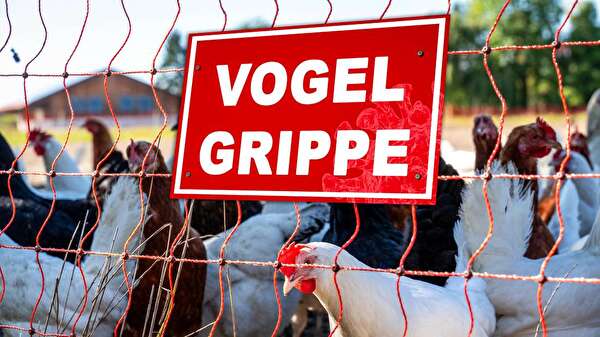 Vogelgrippe