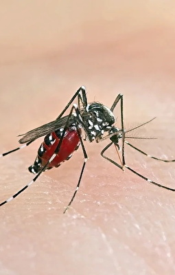 Asiatische Tigermücke