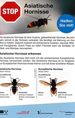 Asiatische Hornisse