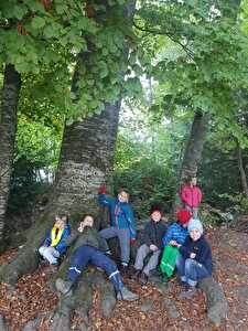 Basisstufe im Wald