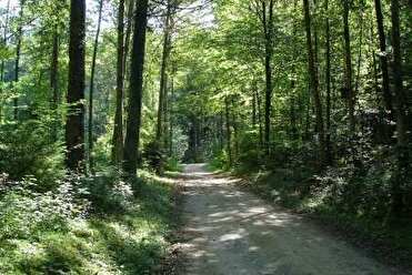 Im Hunzenschwiler Wald