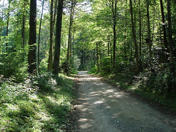 Weg zur Waldhütte