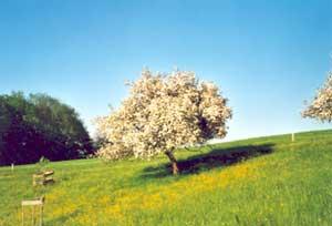 Wiese mit Baum