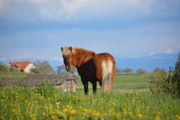Bild Pferd