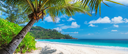 Bild Palmen, Strand und Meer