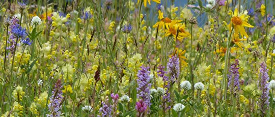 Blumenwiese