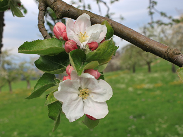 Frühlingsbilder