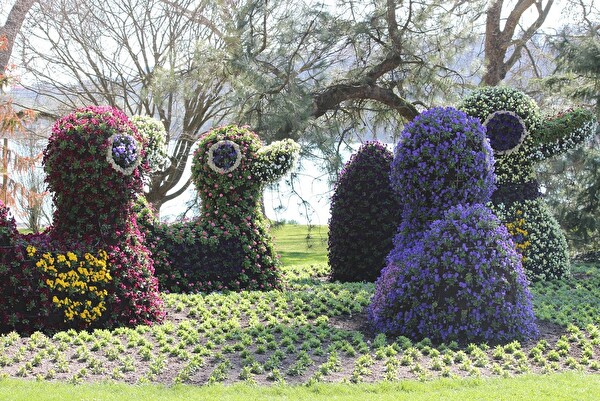 Am 29. April organisiert Amriswil aktiv einen Ausflug auf die Blumeninsel Mainau.