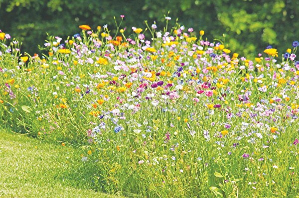 Die Stadt Amriswil fördert Biodiversität auch in Privatgärten aktiv.