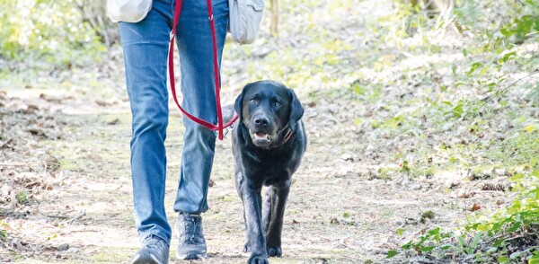 Vom 1. April bis Ende Juli müssen Hunde im Wald und am Waldrand an der Leine geführt werden.