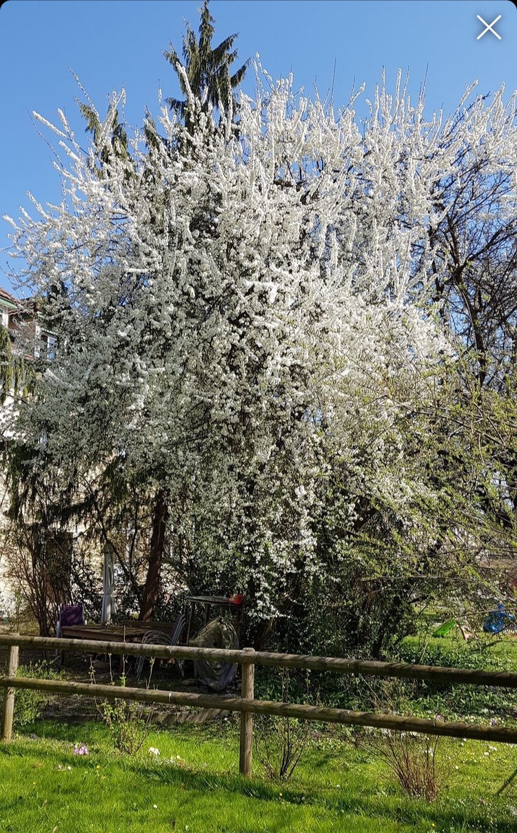 Frühling in Amriswil
