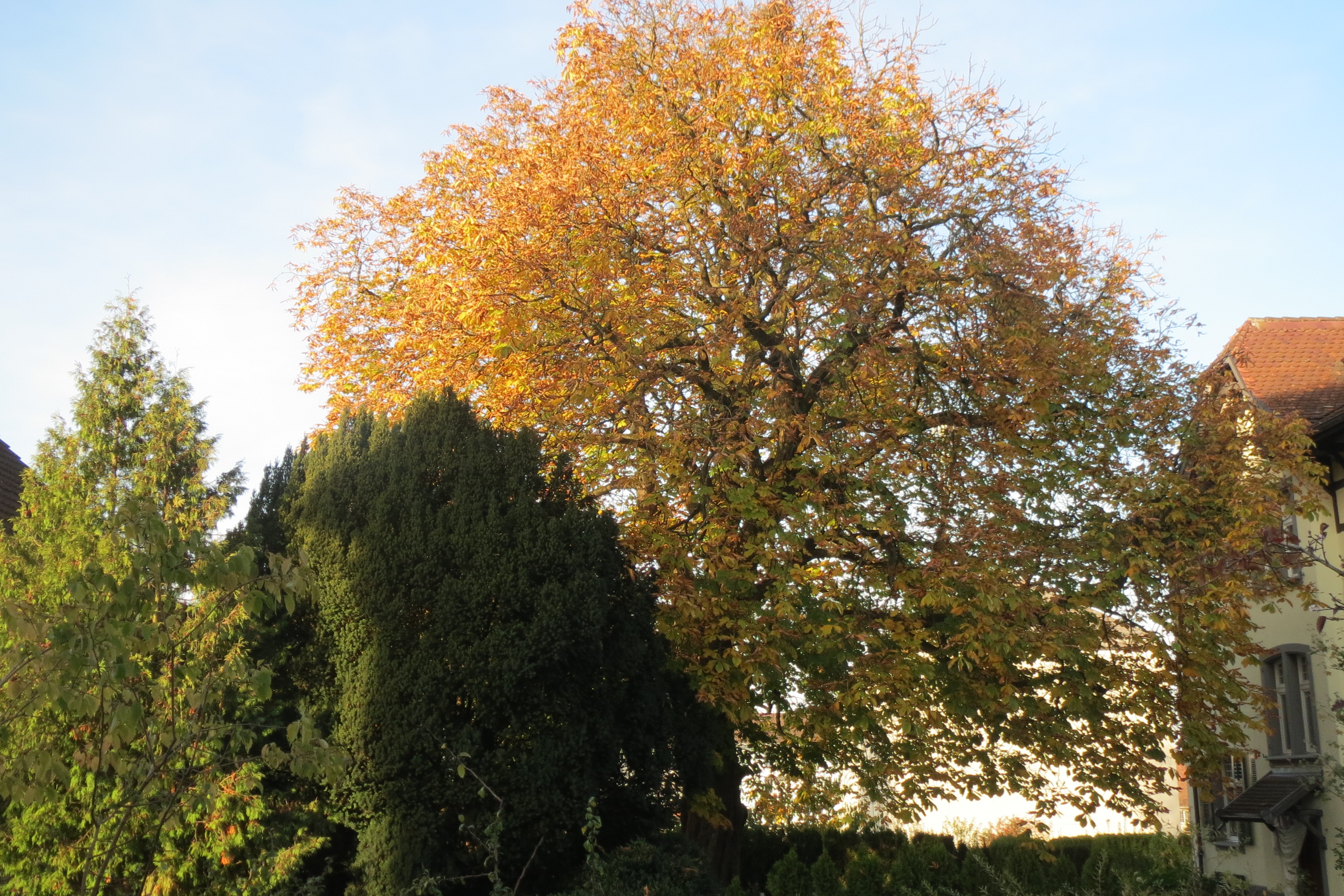 Im Garten des Hauses Kirchstrasse 21 (Ecke Freiestrasse) steht ein wunderschöner Kastanienbaum.