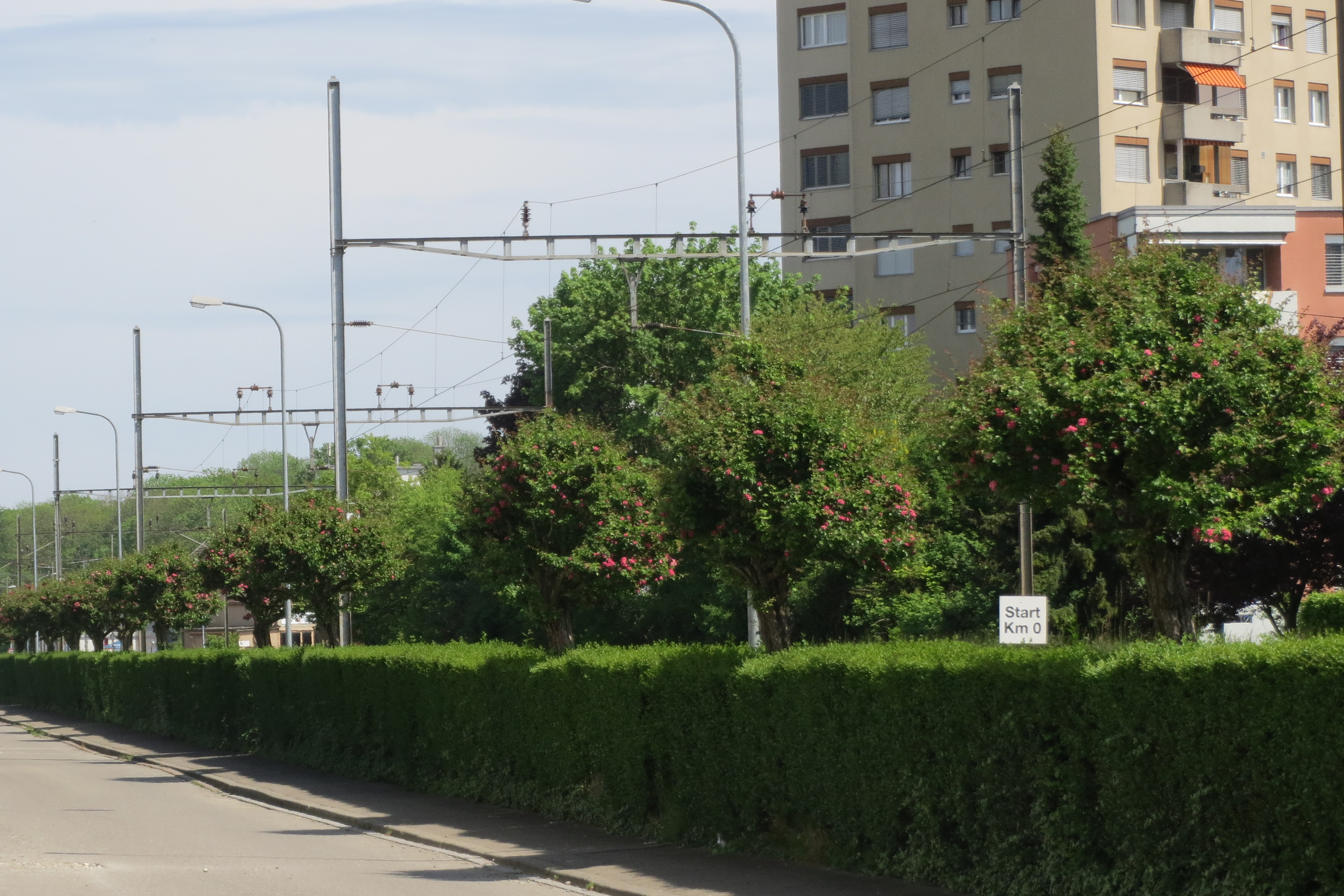 Sechsundzwanzig Rotdornbäumchen säumen die ganze Alpenstrasse entlang der Bahnlinie.