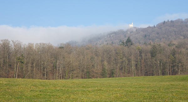 Bild Wald