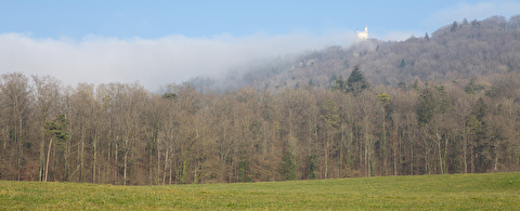 Bild Wald