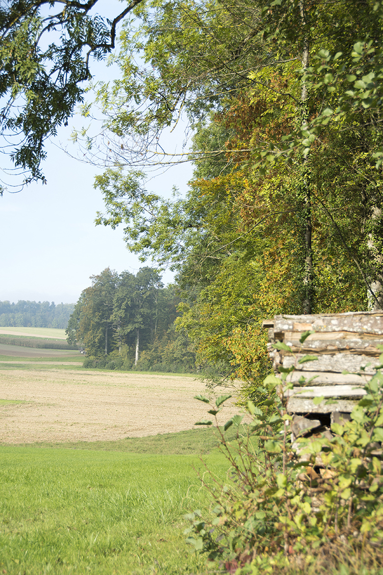 Wald
