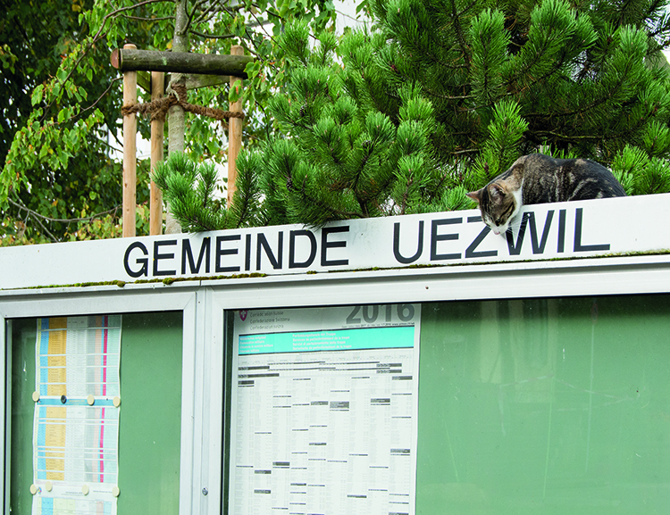 Dorf Katze
