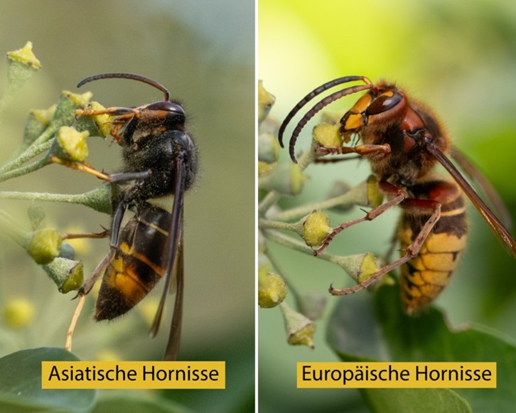 Foto Asiatische Hornisse