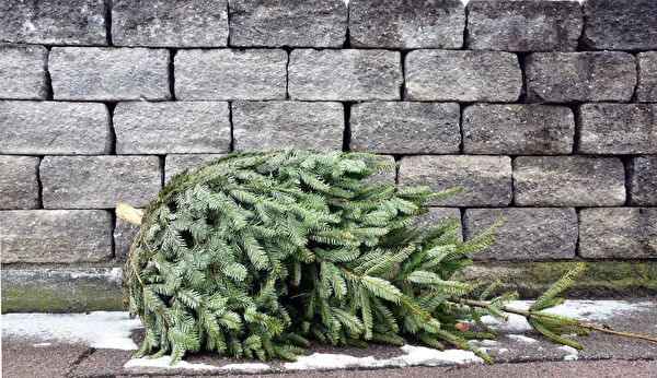 Bild Weihnachtsbaumabfuhr