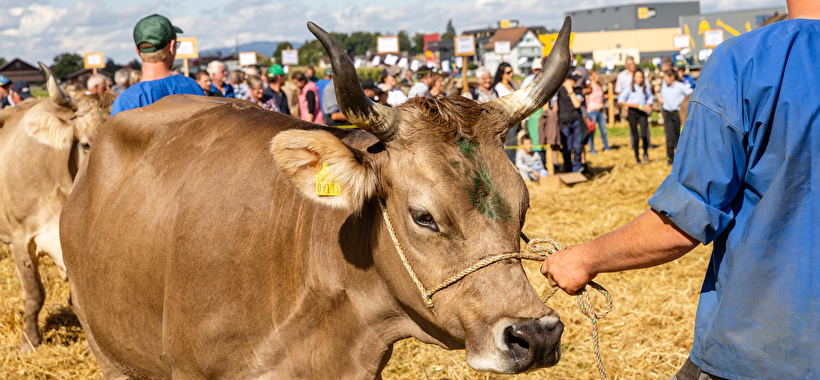 Bräuche und Traditionen