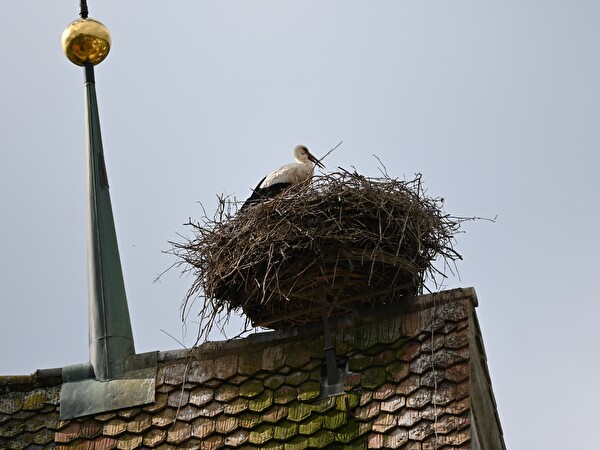 Storch