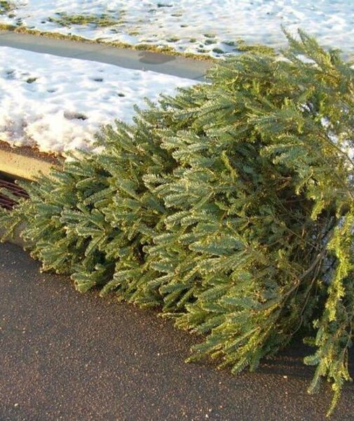 Christbaum am Strassenrand