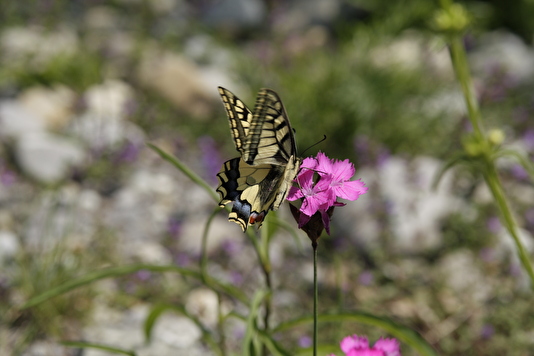 chwalbenschwanz-Schmetterling auf der Nektarsuche bei einer Nelke, © Erika Gussmann