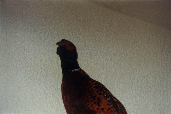 Ptica koju je moj babo ulovio sa izrazito šarenim perjem.
Ein Vogel mit bunten Federn, den mein Vater gejagt hat.