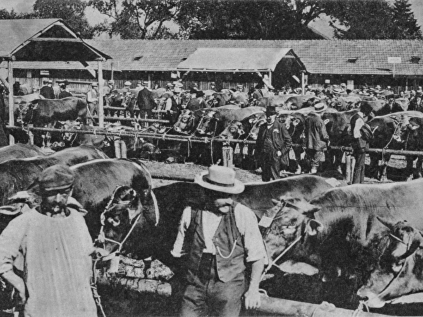 Historischer Stierenmarkt